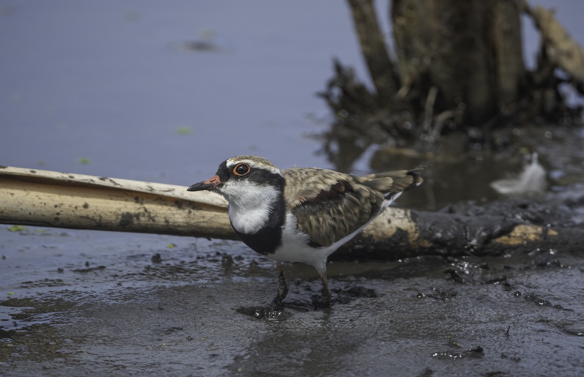 Black-fronted Dotterel - ML629325896