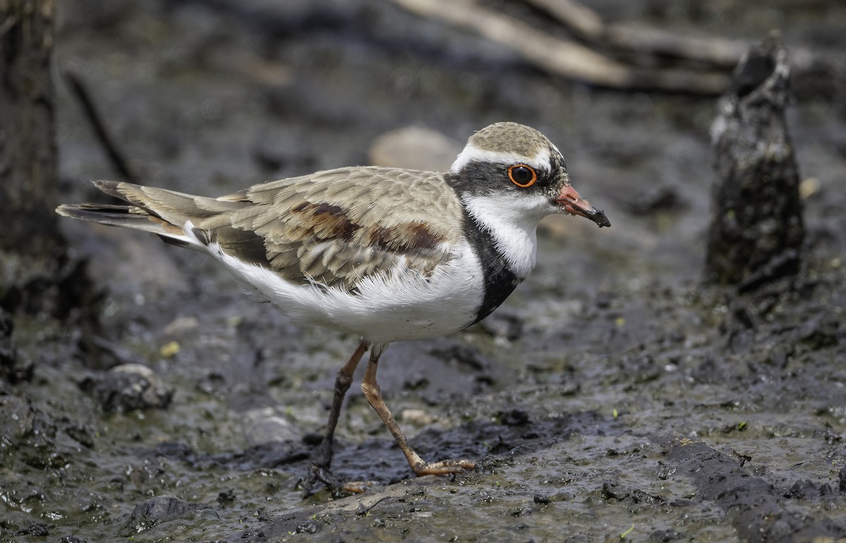 Black-fronted Dotterel - ML629325897