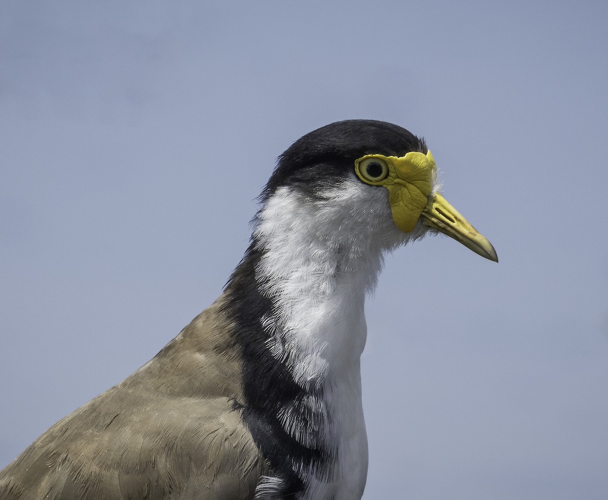 Masked Lapwing - ML629325916