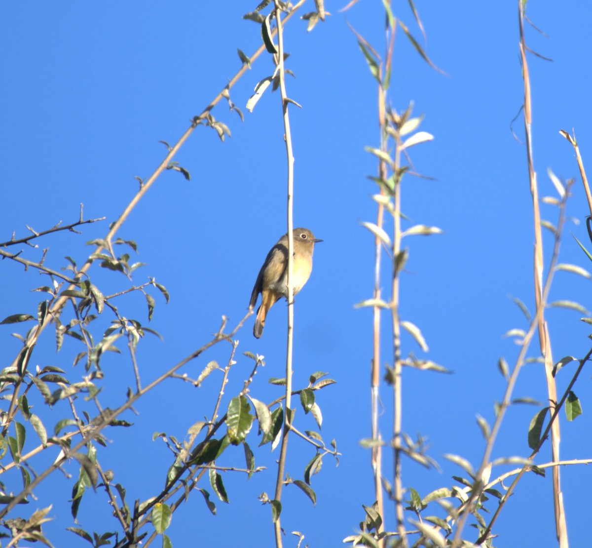 Blue-fronted Redstart - ML629325922
