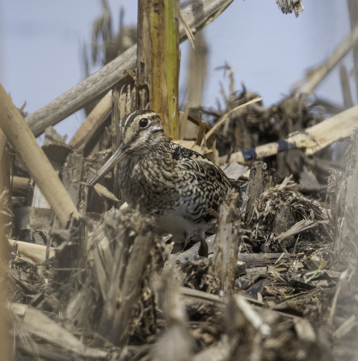 Latham's Snipe - ML629325927