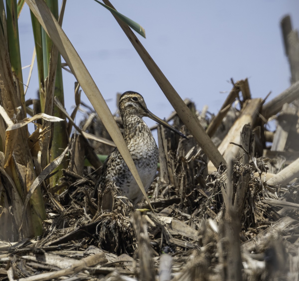 Latham's Snipe - ML629325929