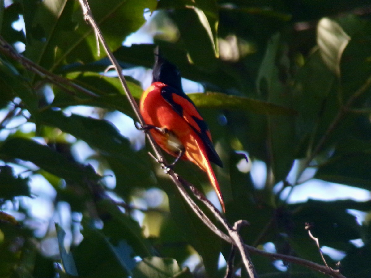 Scarlet Minivet - ML629325946