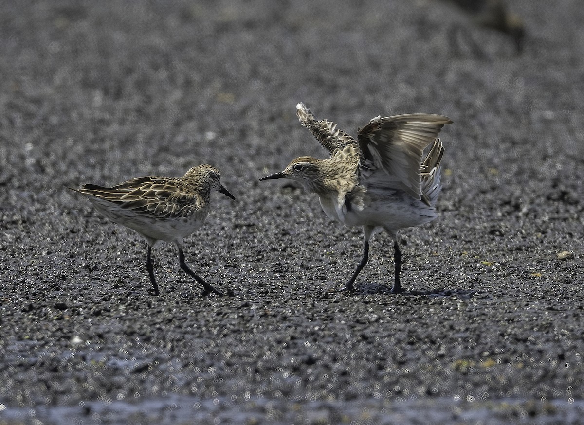 Sharp-tailed Sandpiper - ML629325947