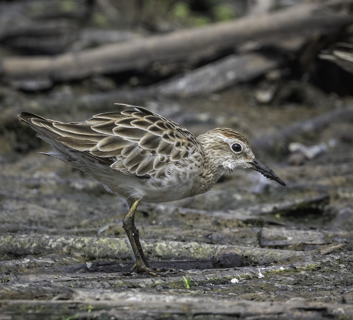 Sharp-tailed Sandpiper - ML629325948