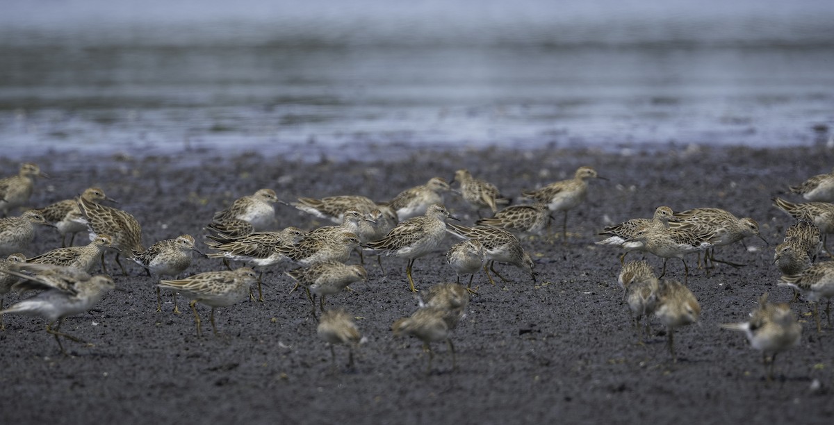 Sharp-tailed Sandpiper - ML629325950