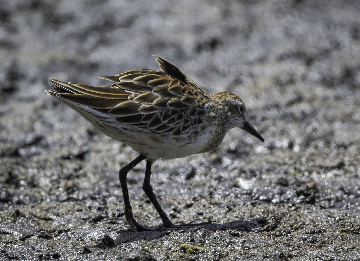 Sharp-tailed Sandpiper - ML629325951