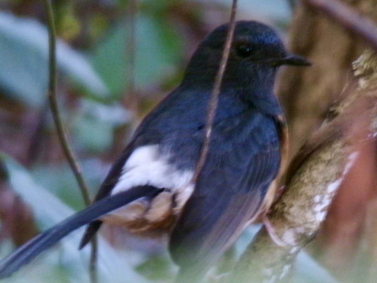 White-rumped Shama - ML629325960