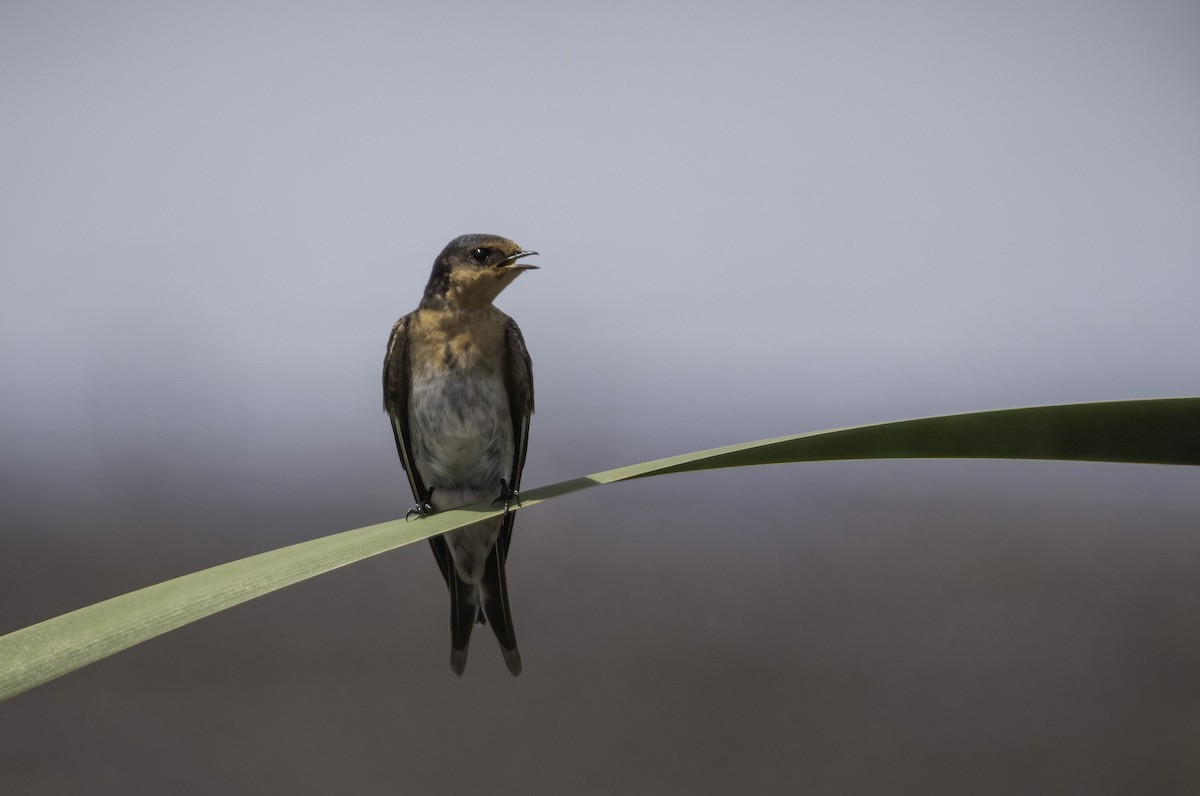 Welcome Swallow - ML629325963