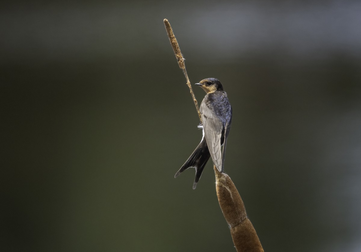 Welcome Swallow - ML629325964