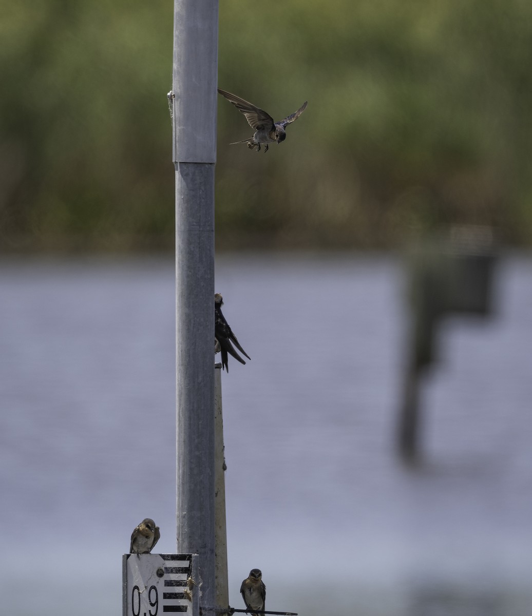 Welcome Swallow - ML629325965