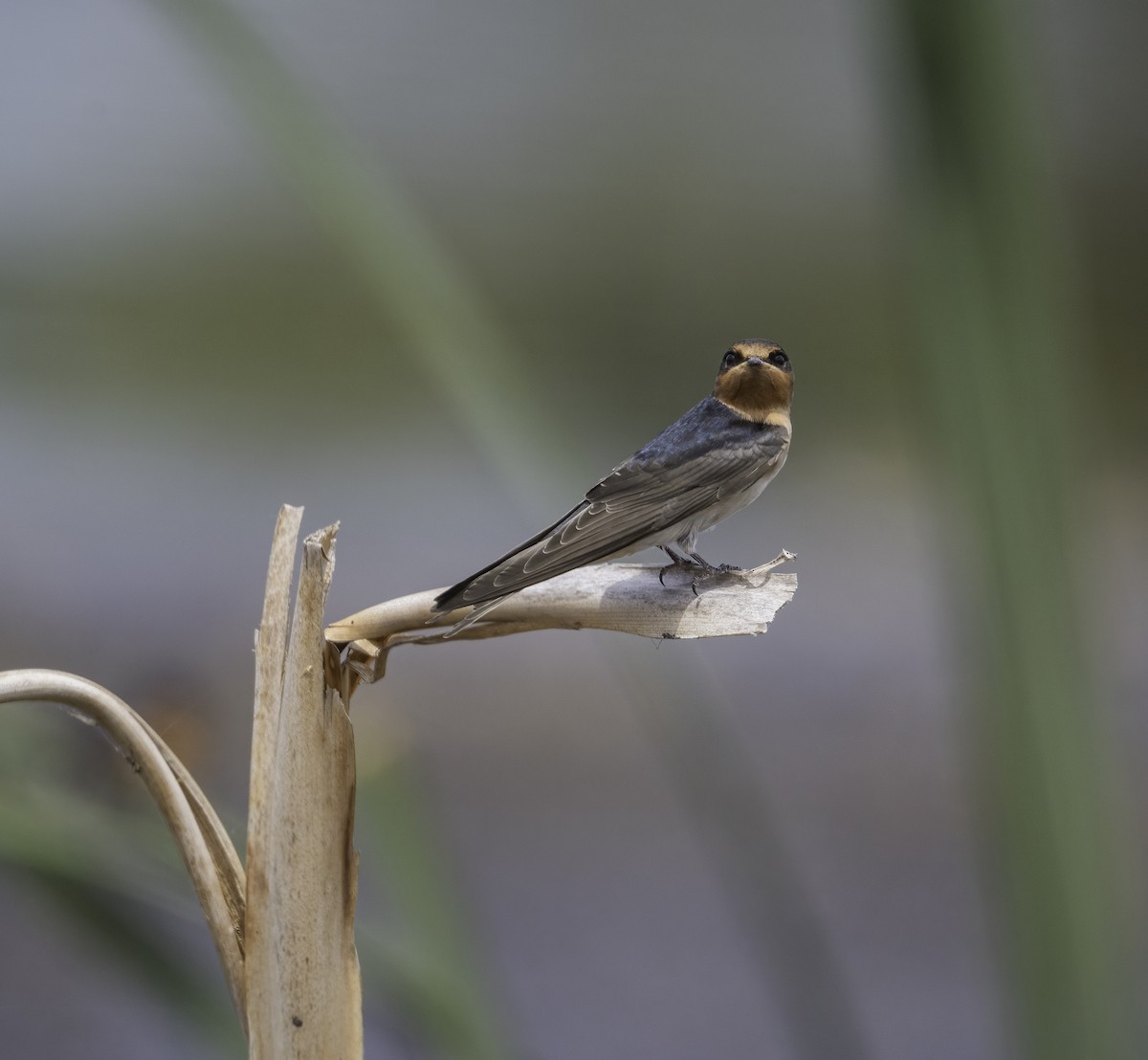 Welcome Swallow - ML629325967