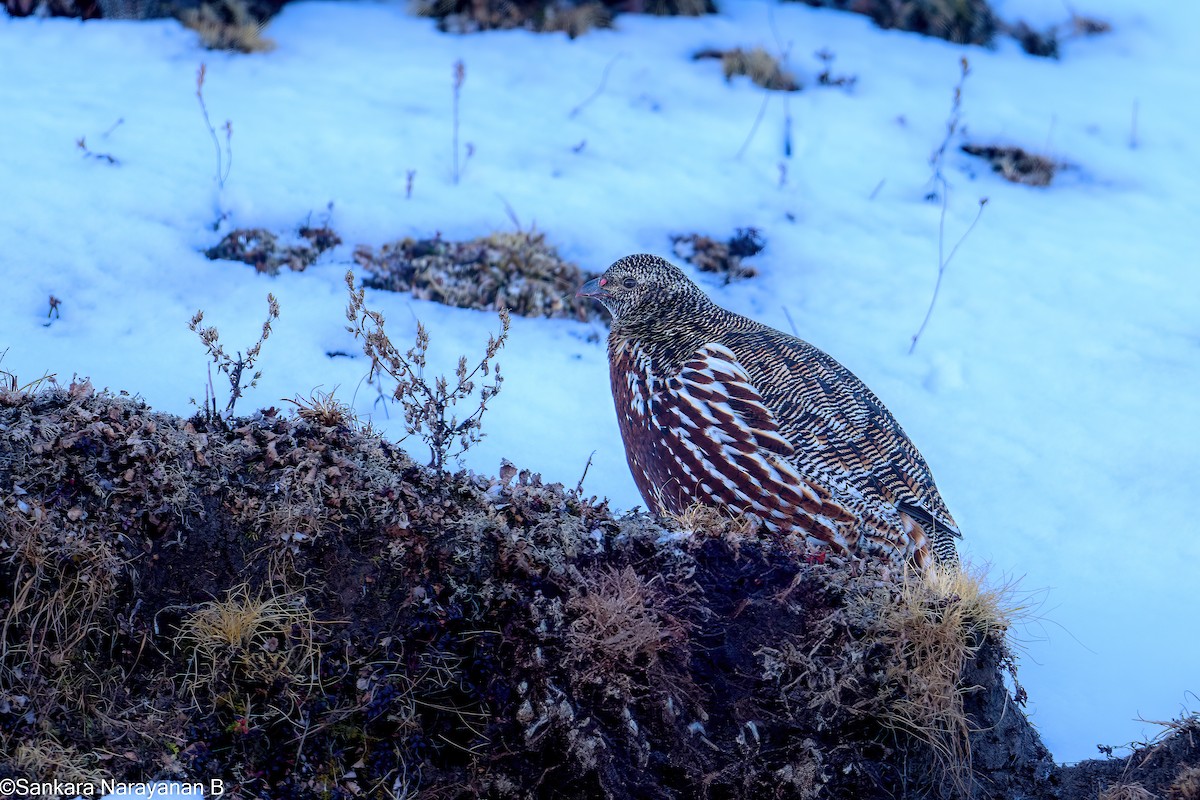 Snow Partridge - ML629326039