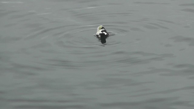 Common Eider - ML629326042