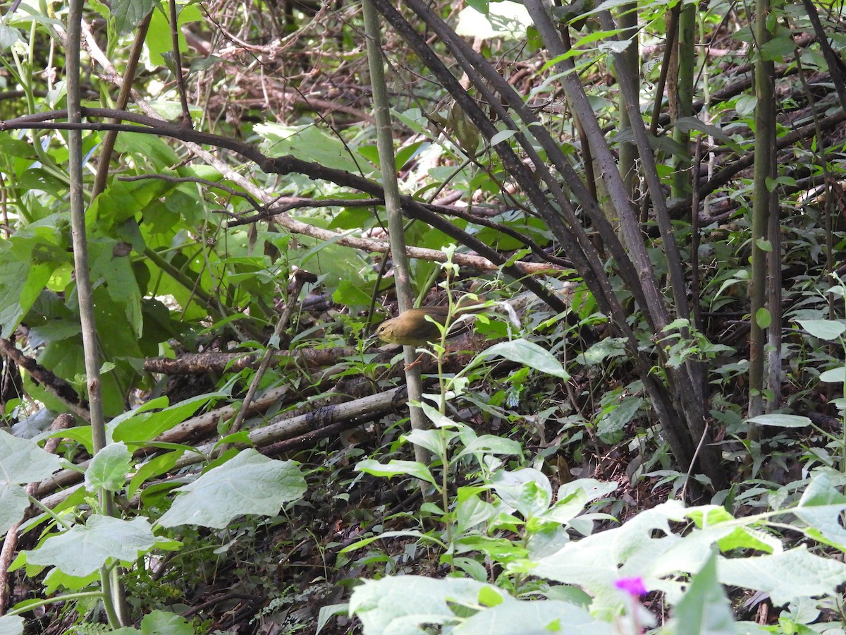 Two-banded Warbler - ML629326054