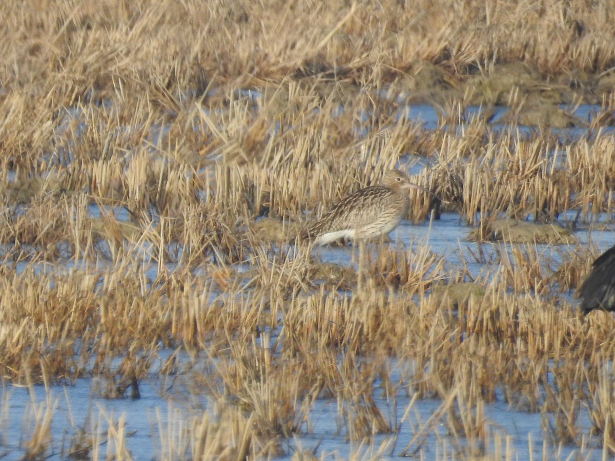 Eurasian Curlew - ML629326360