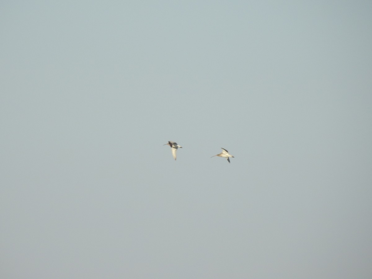 Eurasian Curlew - ML629326364