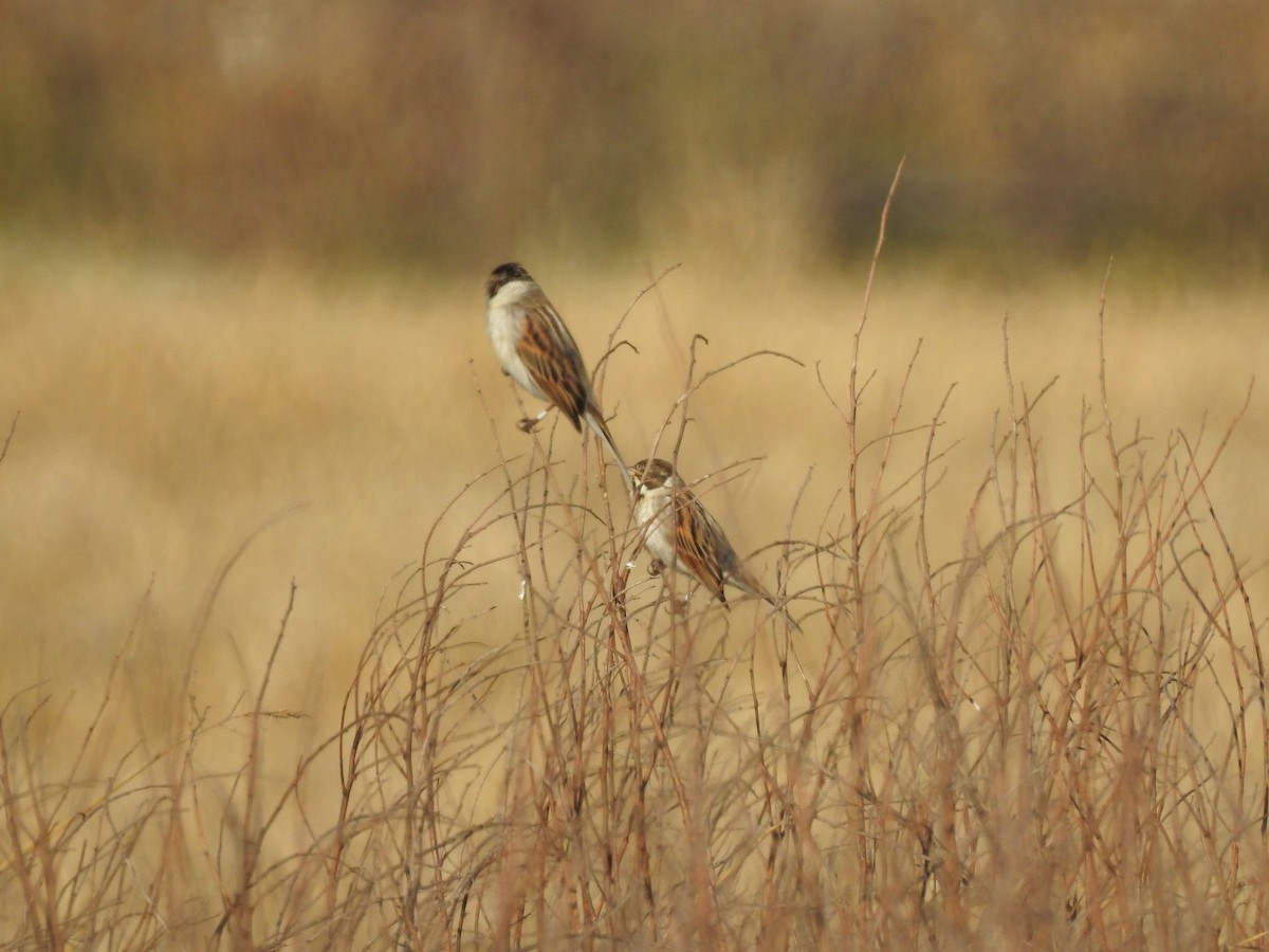 Reed Bunting - ML629326370