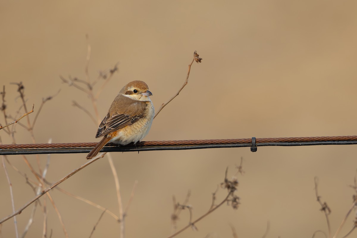 Red-tailed Shrike - ML629326695