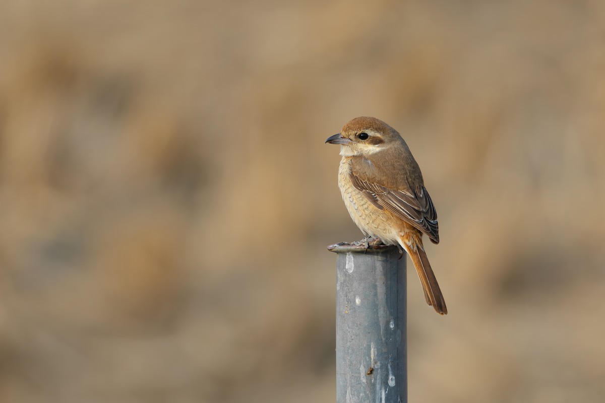 Red-tailed Shrike - ML629326696