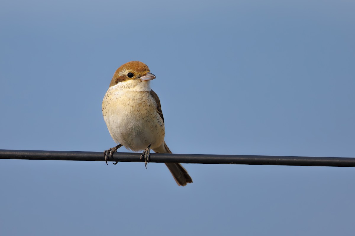 Red-tailed Shrike - ML629326712