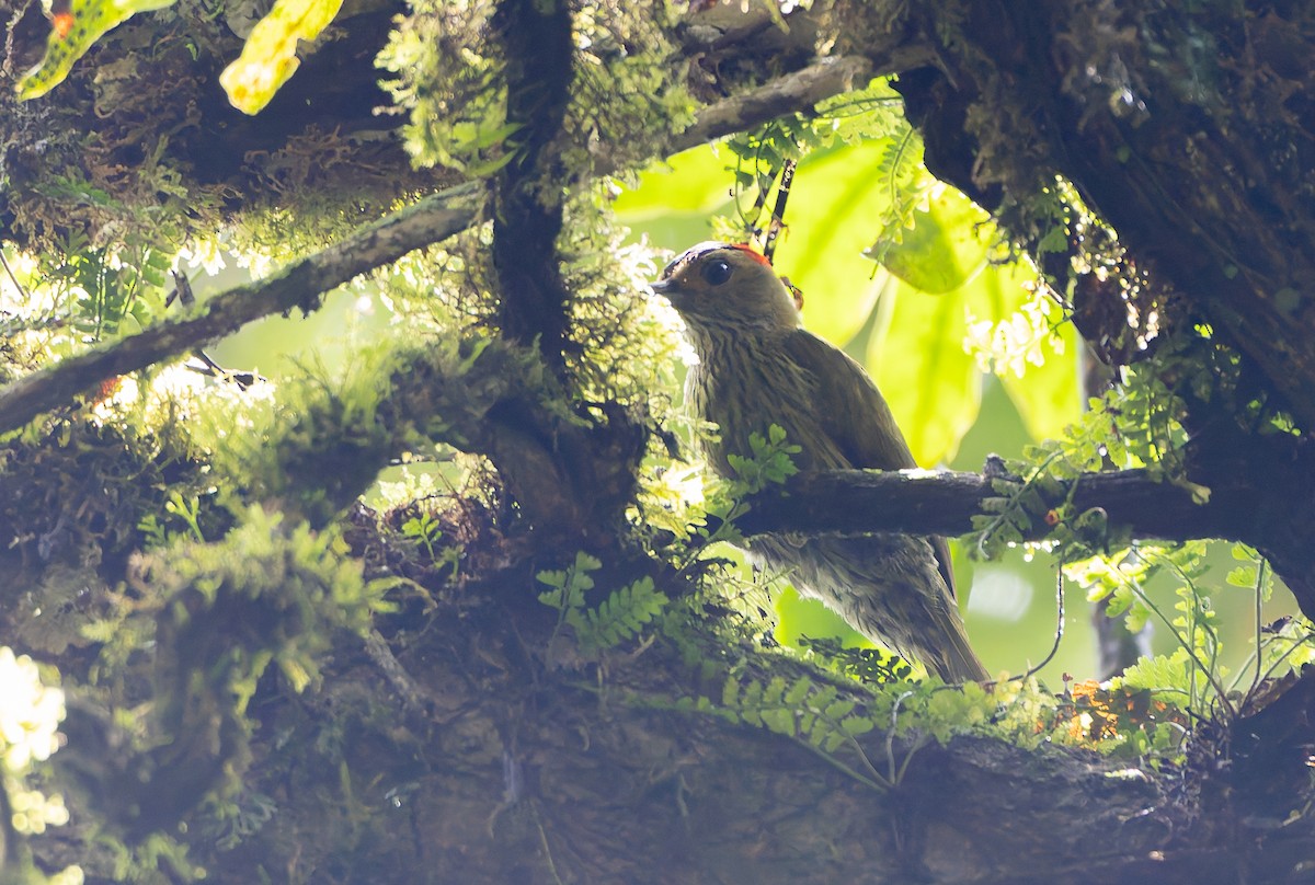 Elliot's Woodpecker (Elliot's) - ML629326791