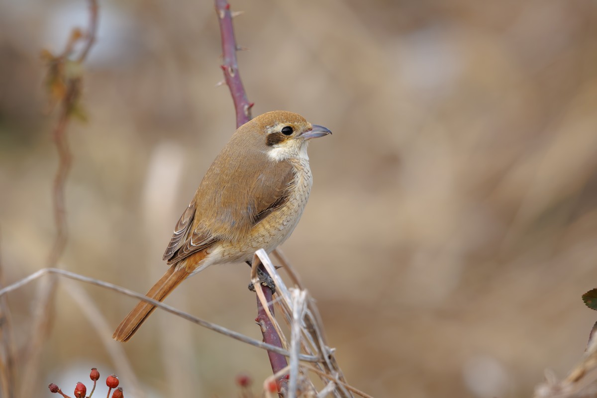 Red-tailed Shrike - ML629326928