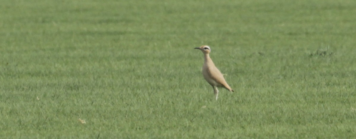 Cream-colored Courser - ML629327115