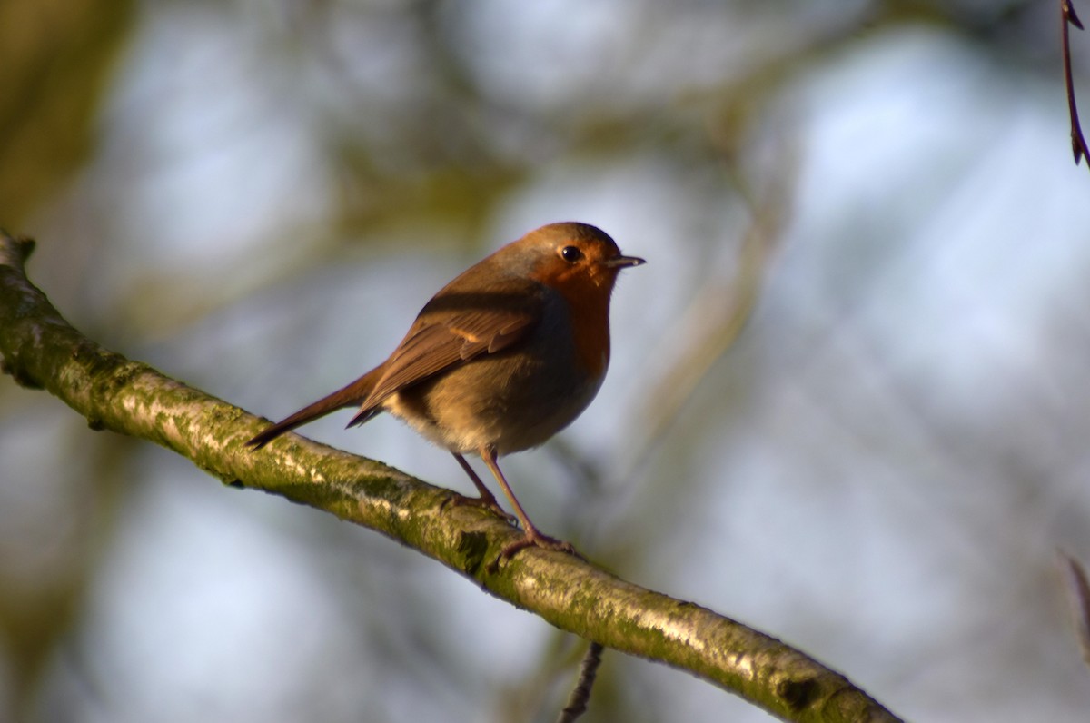 European Robin - ML629327164