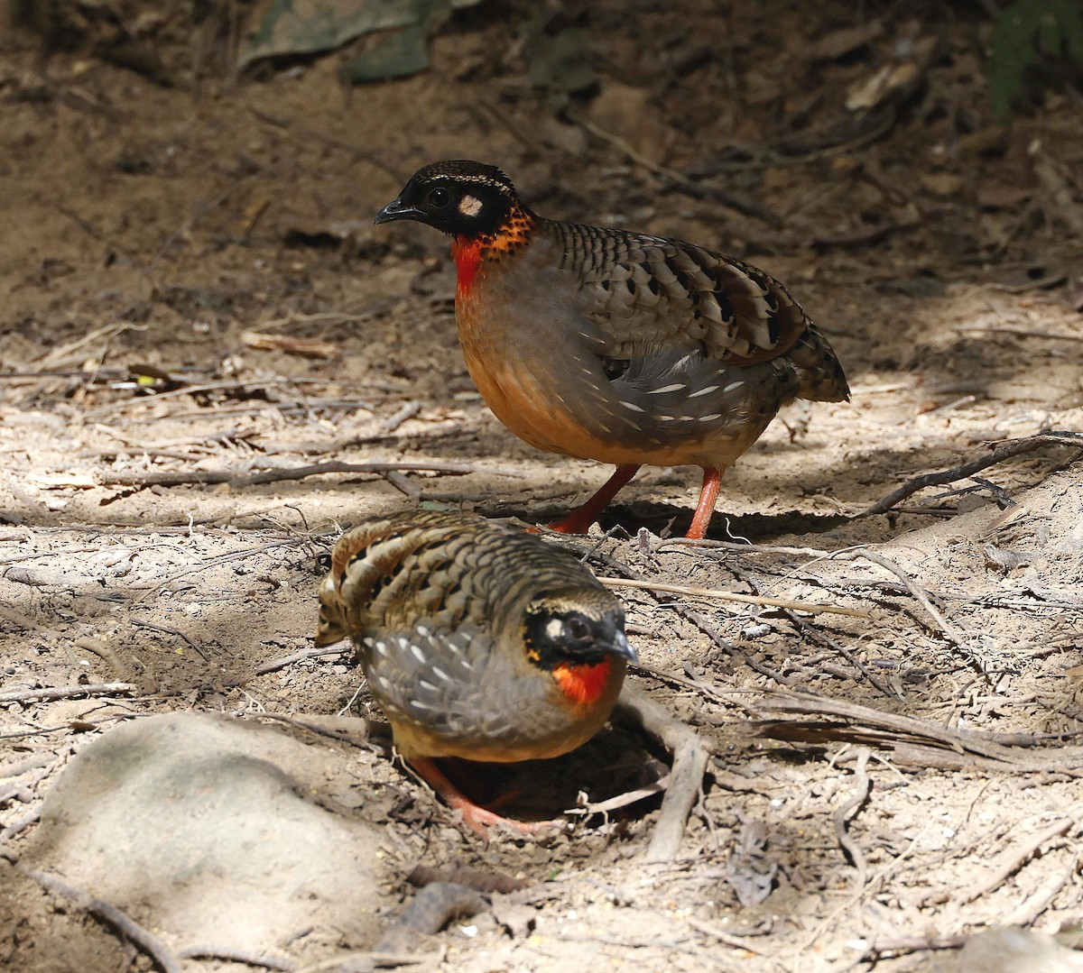 Hainan Partridge - ML629327250