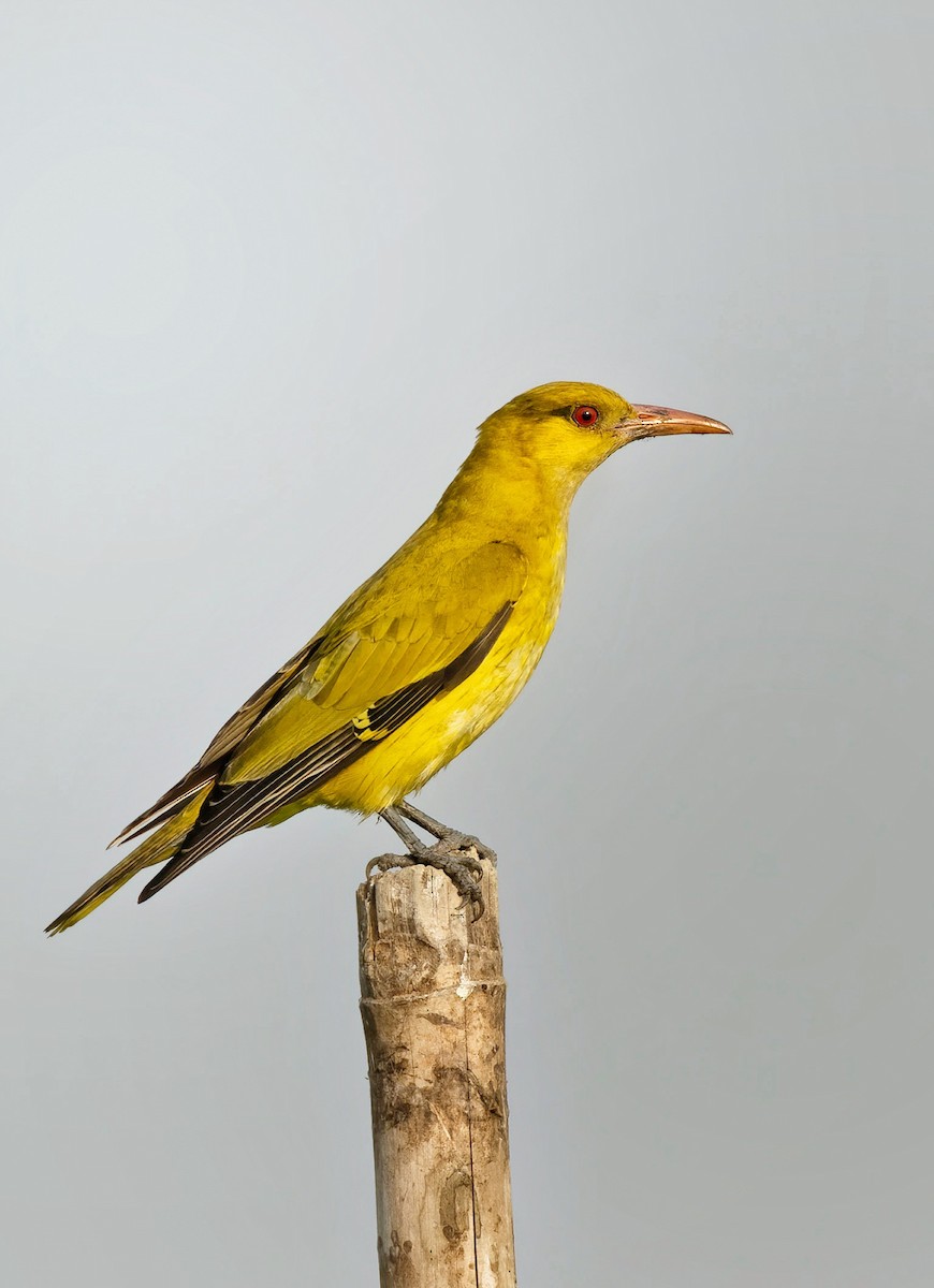 Slender-billed Oriole - ML629327528