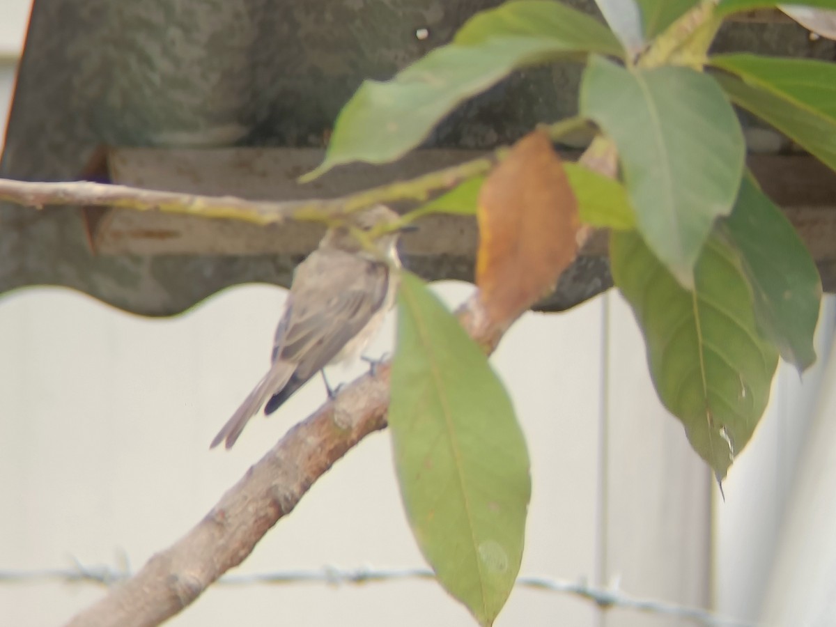 Pale Flycatcher - ML629327800