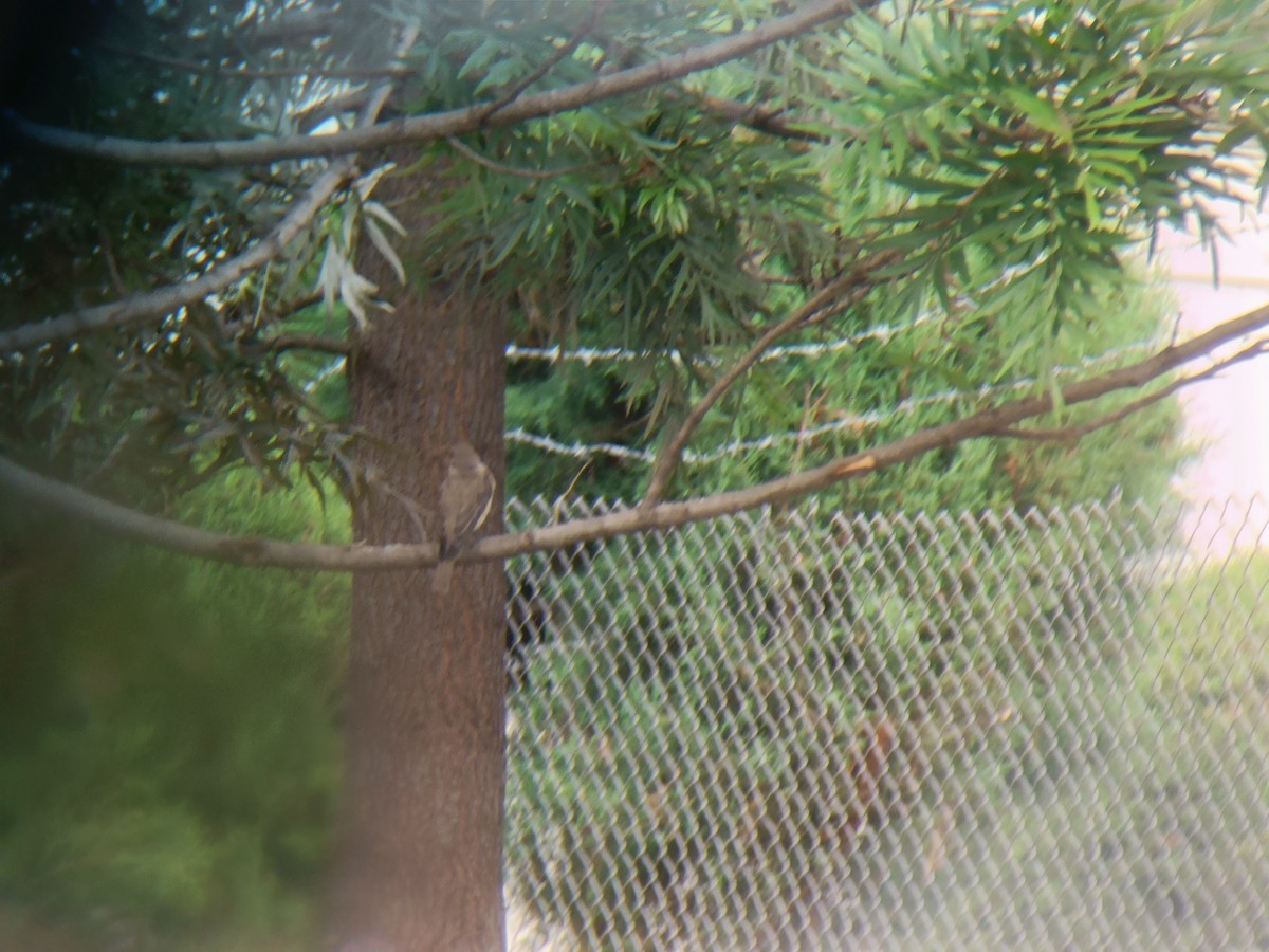 Pale Flycatcher - ML629327801