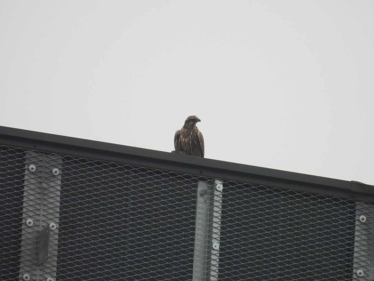 Saker Falcon - ML629327887