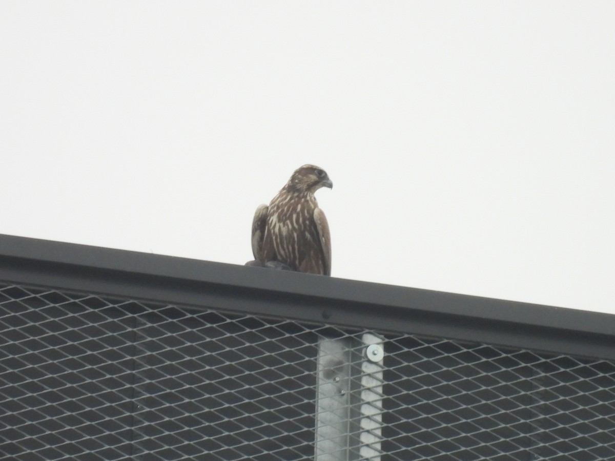 Saker Falcon - ML629327888