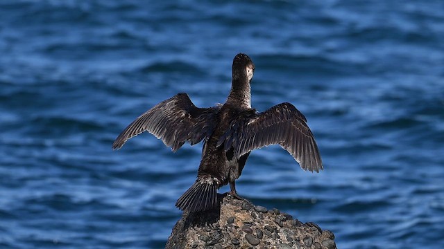 Cormoran de Temminck - ML629328074