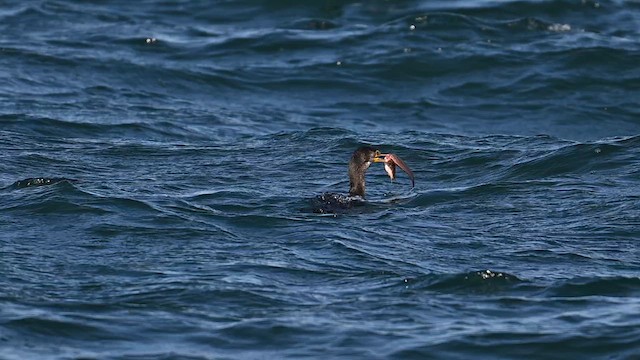 Cormoran de Temminck - ML629328075