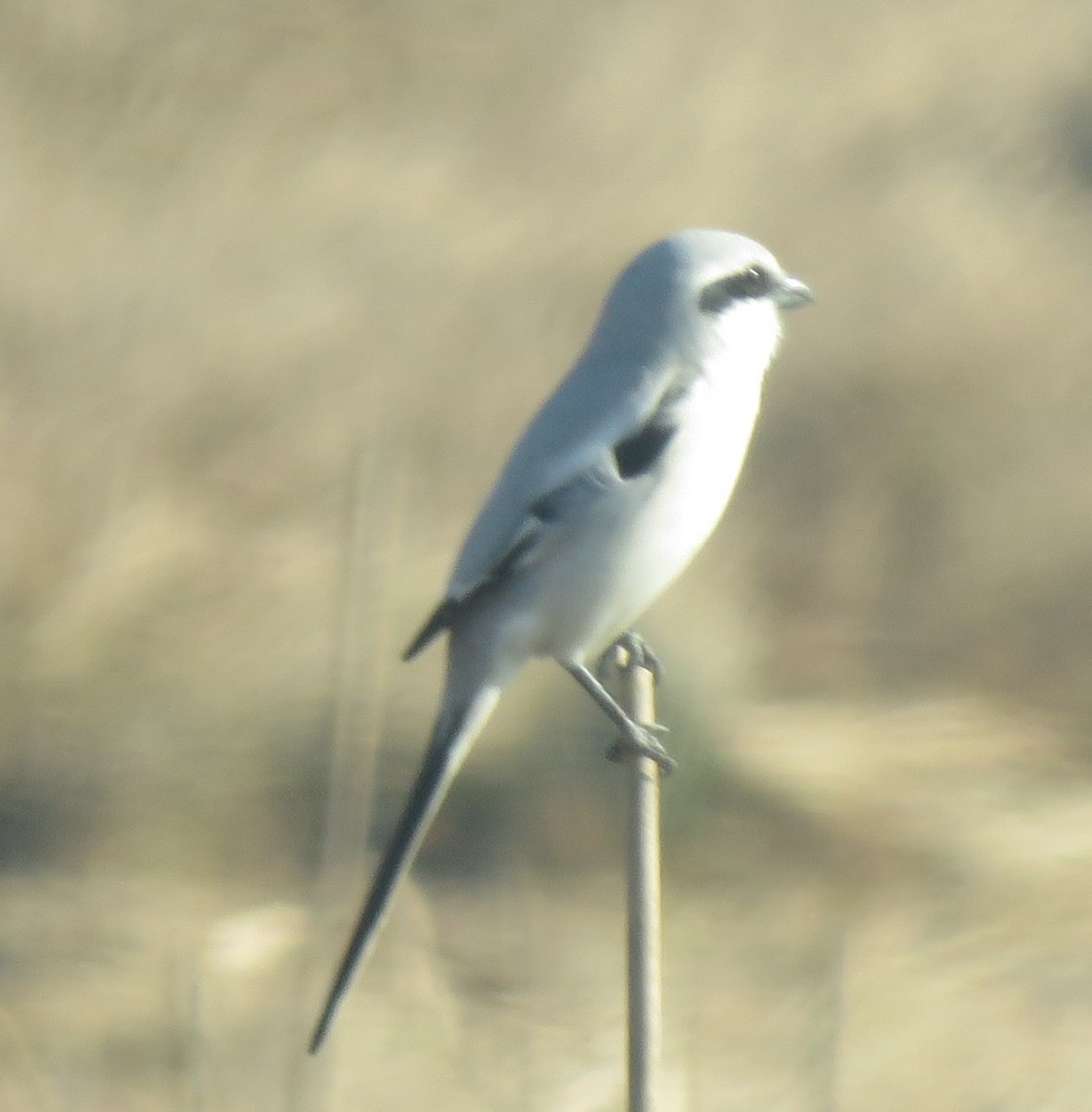 Chinese Gray Shrike - ML629328360