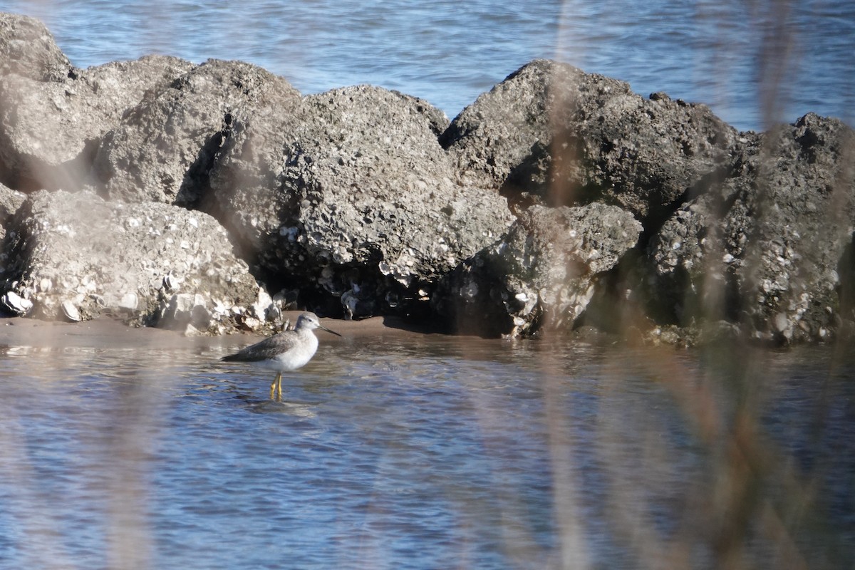 Kuliska hankahori handia - ML629328428