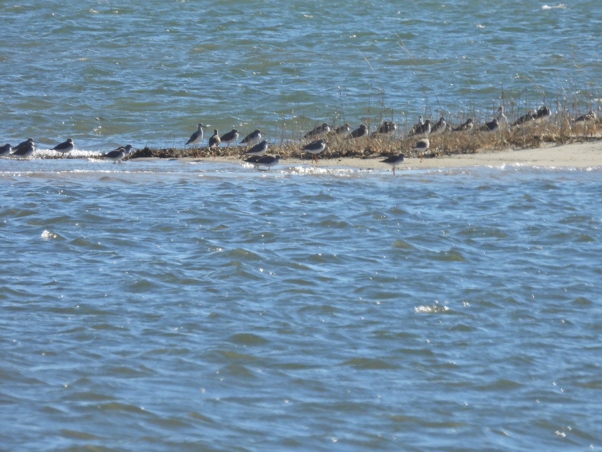 Kuliska hankahori handia - ML629328429