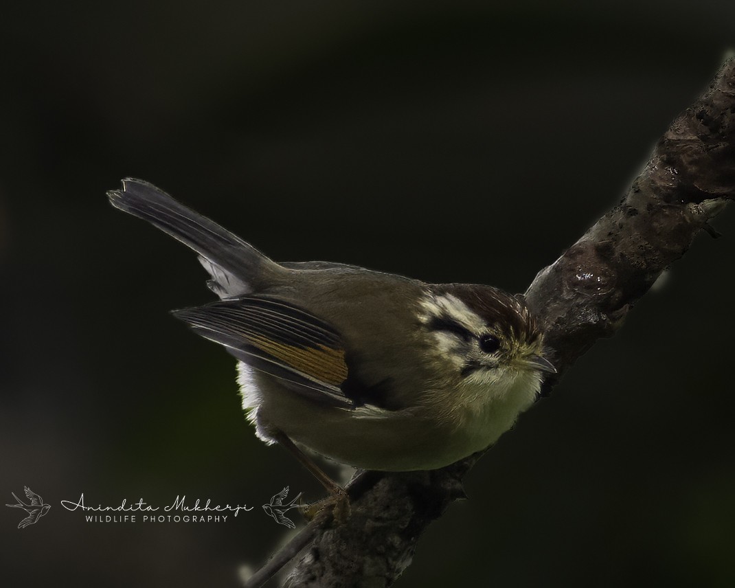 Rufous-winged Fulvetta - ML629328447