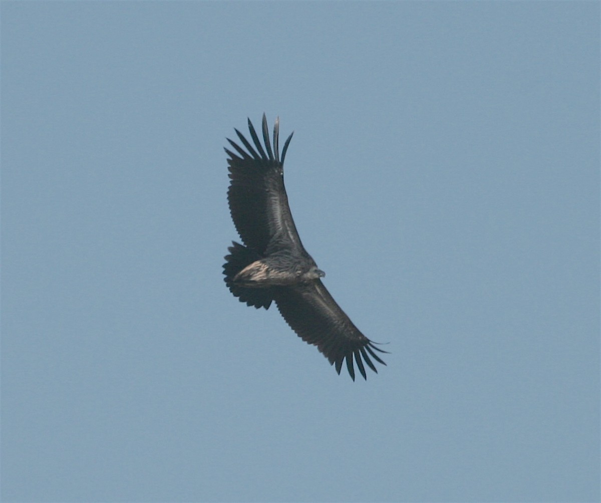 Кумай - ML629328849