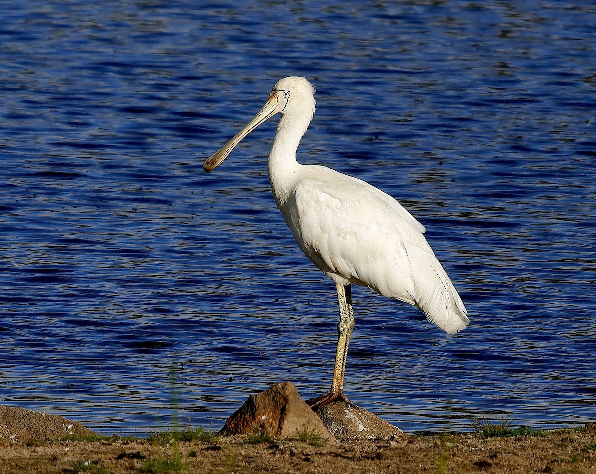 Yellow-billed Spoonbill - ML629328912