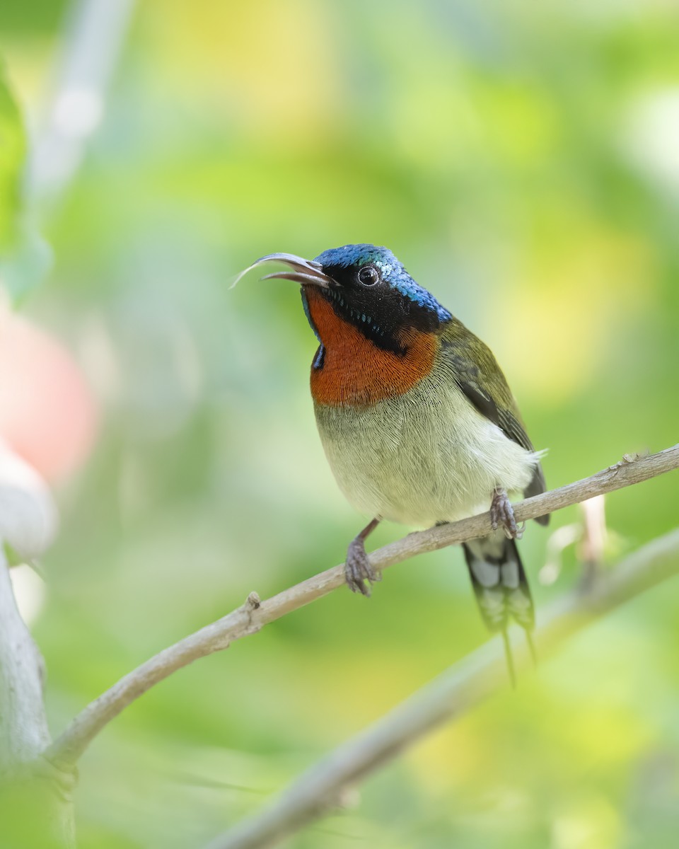 エンビタイヨウチョウ - ML629329880