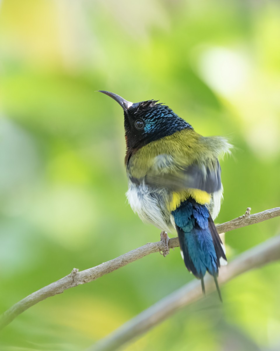 エンビタイヨウチョウ - ML629329881