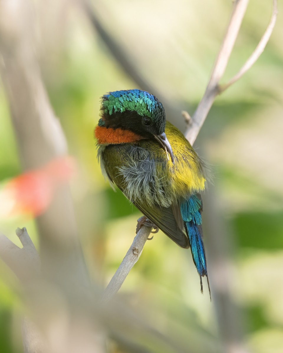 エンビタイヨウチョウ - ML629329897