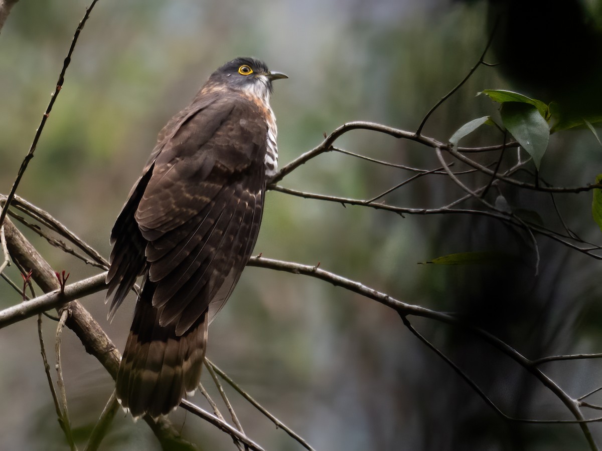 Large Hawk-Cuckoo - ML629329998
