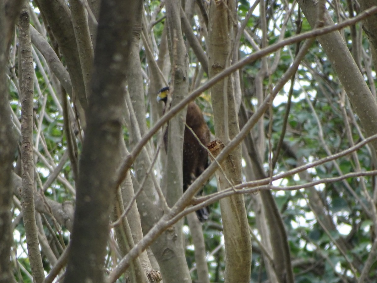Crested Serpent-Eagle - ML629330367