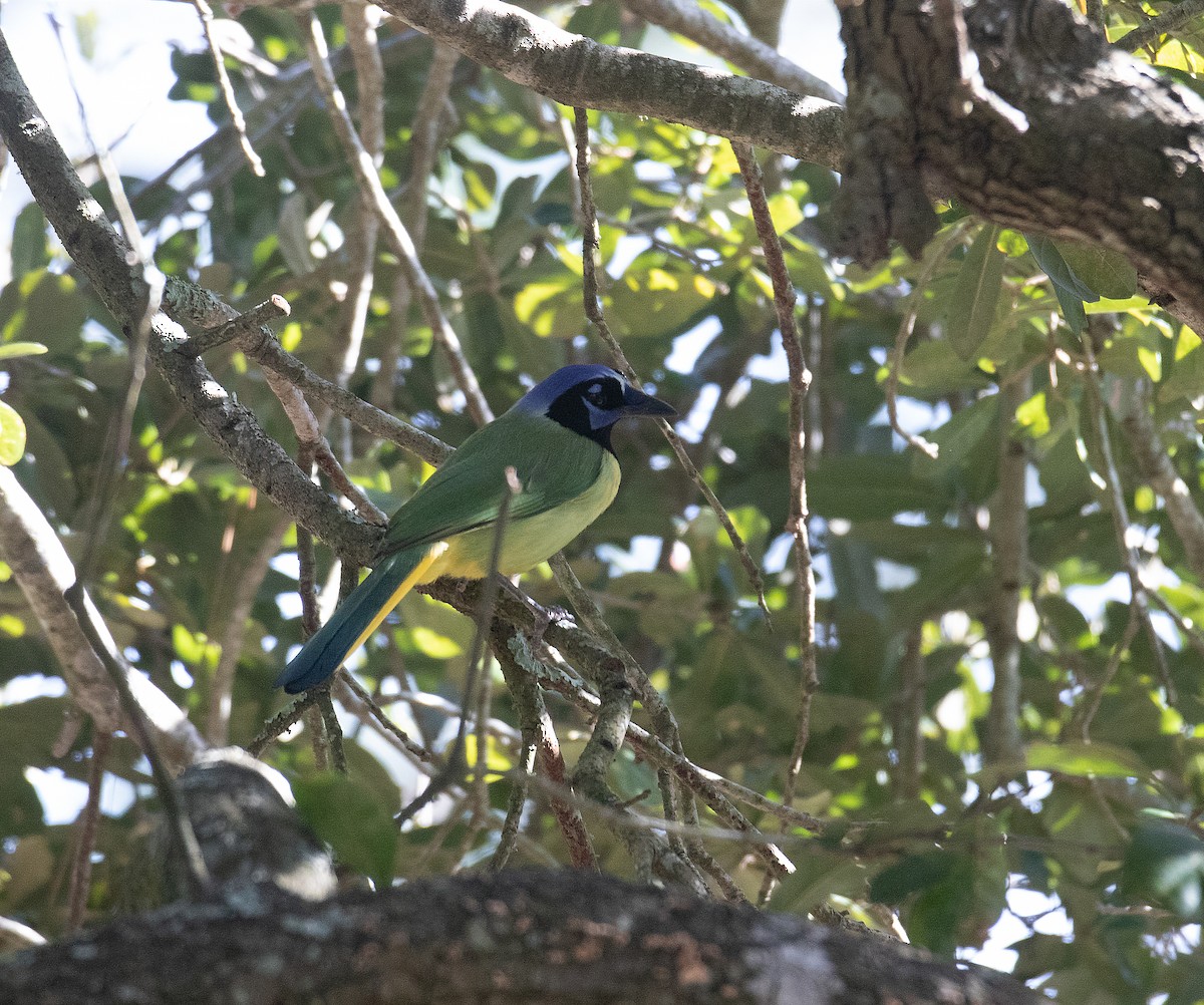 Green Jay - ML629330449