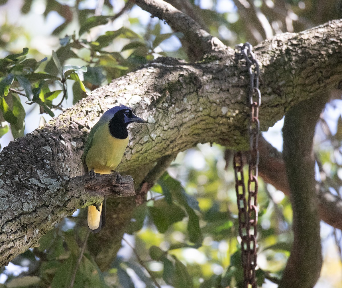 Green Jay - ML629330456